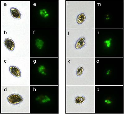 Heterotrophic Dinoflagellate Growth and Grazing Rates Reduced by Microplastic Ingestion